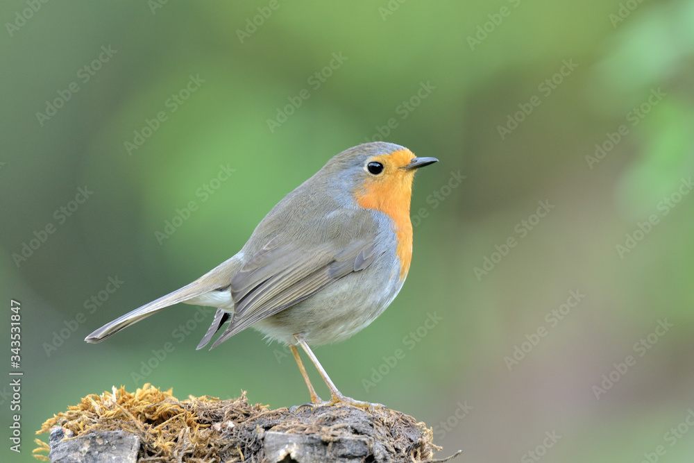 petirrojo europeo posado en un tronco de alcornoque ( erithacus rubecula ) Marbella Andalucía España petirrojo europeo posado en un tronco de alcornoque ( erithacus rubecula ) Marbella Andalucía España