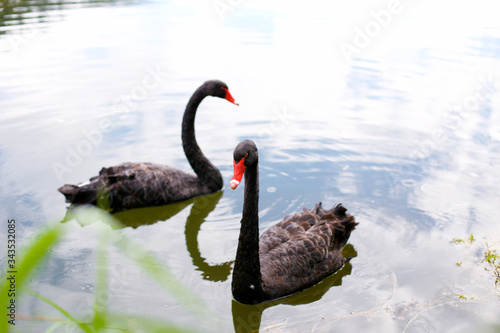 Fototapeta Naklejka Na Ścianę i Meble -  beautiful black swans swimming in the lake
