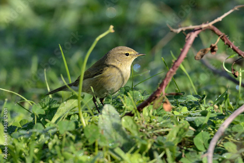 mosquitero musical en el suelo del parque  (Phylloscopus collybita) Marbella Andalucía España photo