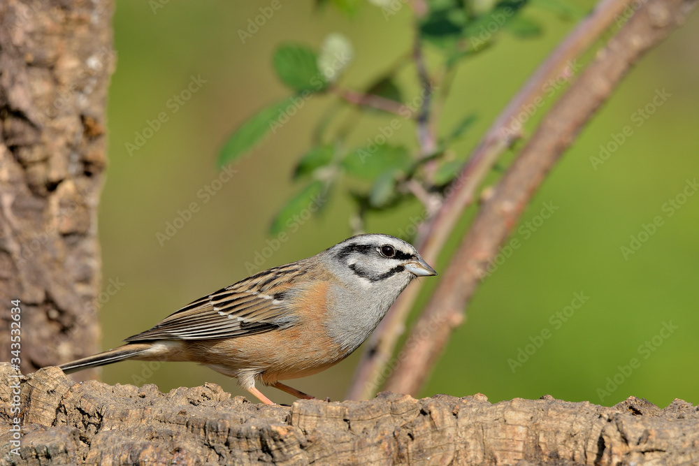 escribano montesino macho en un tronco con fondo verde (emberiza cia) Marbella Andalucía España escribano montesino macho en un tronco con fondo verde (emberiza cia) Marbella Andalucía España