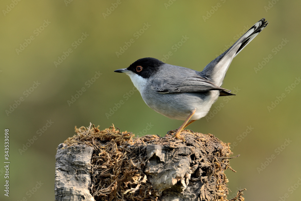 Obraz premium curruca cabecinegra en una rama (sylvia melanocephala) Marbella Andalucía España 
