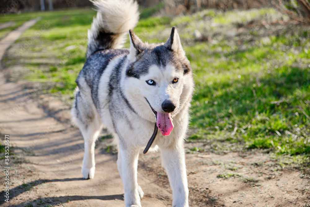 Beautiful purebred husky dog walks in the Park with his tongue hanging out.