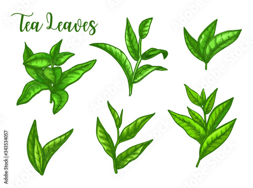 Tea leaves sketch  green tea leaf for package