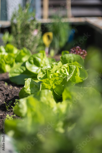 Urban gardening: Salad, vegetables and herbs on fruitful soil in the own garden, raised bed.