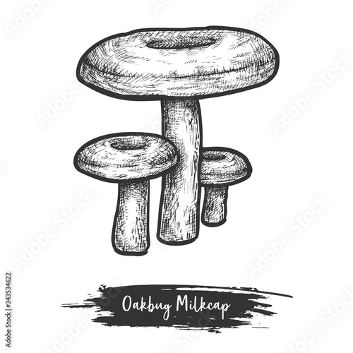 Sketch illustration of oakbug or milkcap mushroom