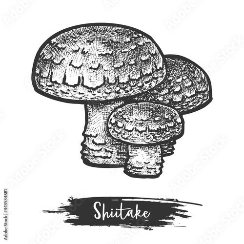Shiitake mushroom sketch or medical asian fungus