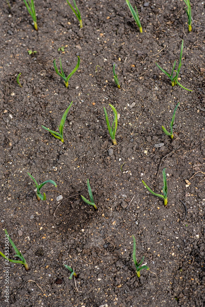green onion in the ground green onion in the ground