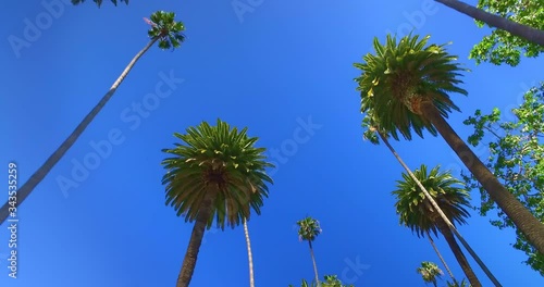 Driving in tropical Beverly Hills next to movie celebrities homes with palm trees in Los Angeles, California, 4K