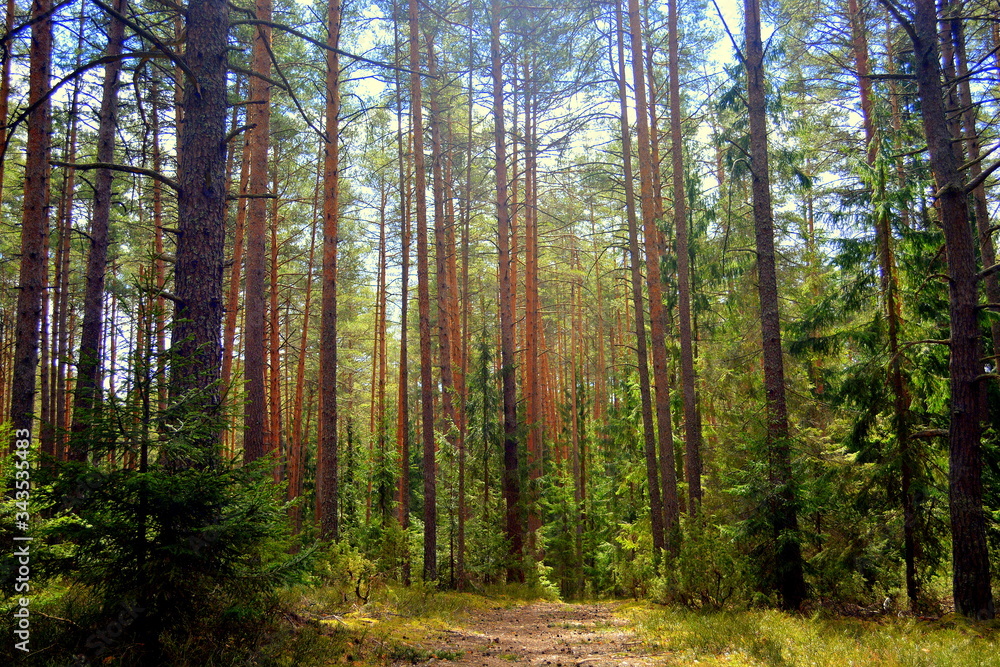 Road in a pine forest. Prechisty Bor. Road in a pine forest. Prechisty Bor.