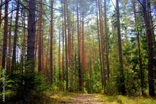 Road in a pine forest. Prechisty Bor.