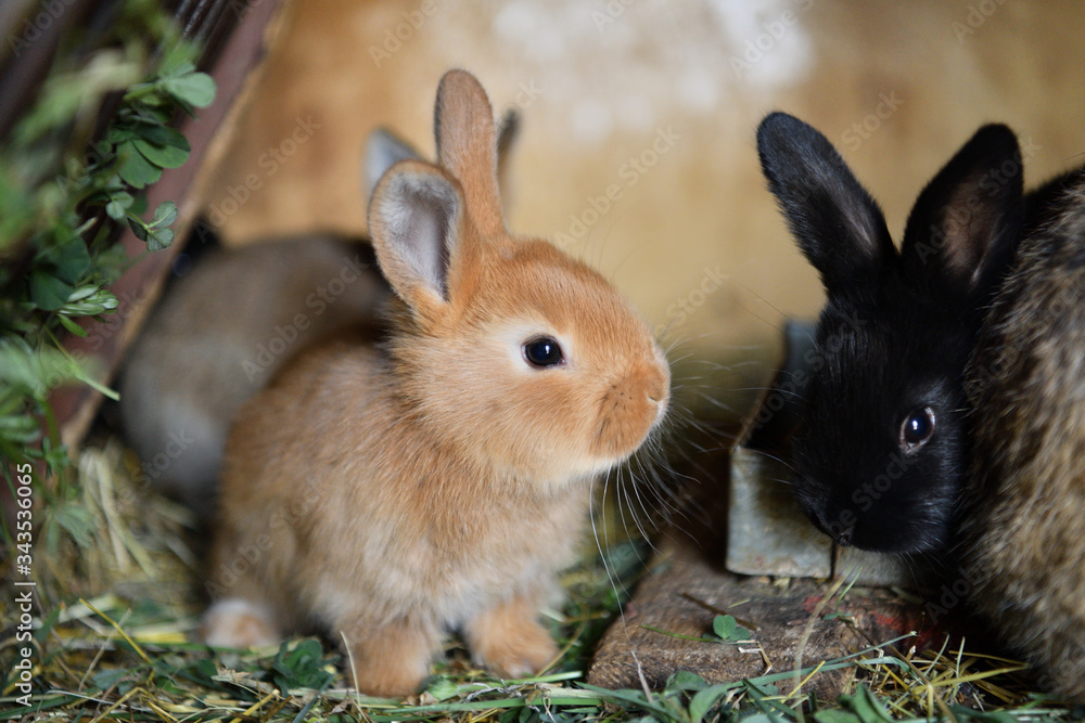 Small domestic rabbits eating grass in the nest Small domestic rabbits eating grass in the nest