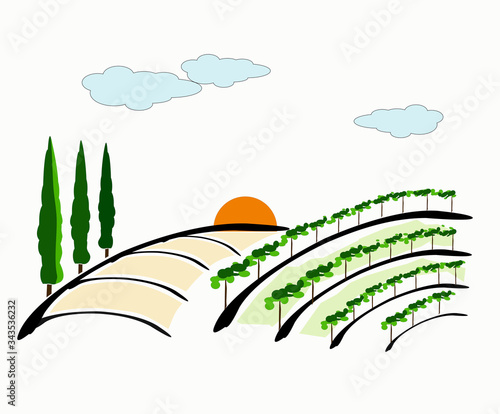 vineyard vector illustration rural landscape