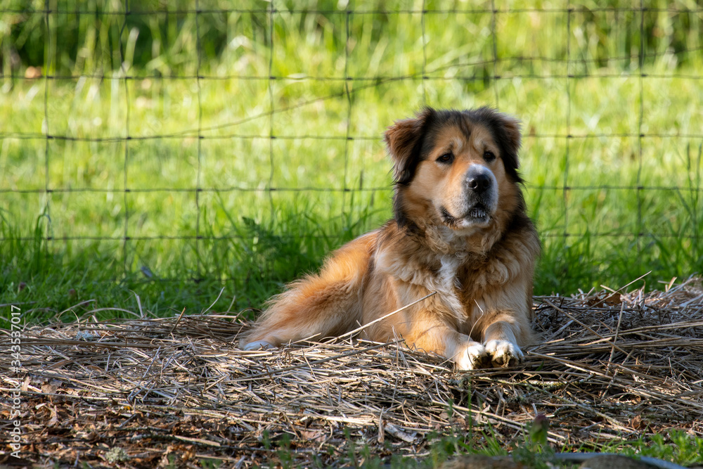 A golden shepherd mixed-breed dog rests in a rural yard. 