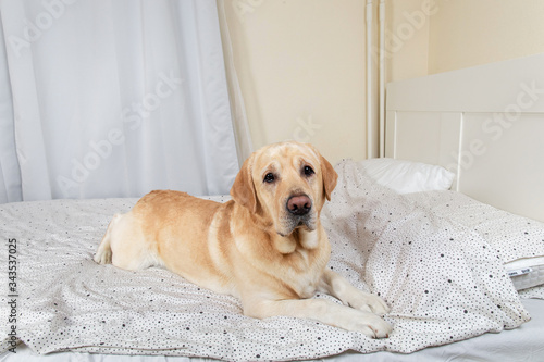 Serious golden labrador dog in luxurious bright colors classic style bedroom. Pets friendly lying on bed in a home room