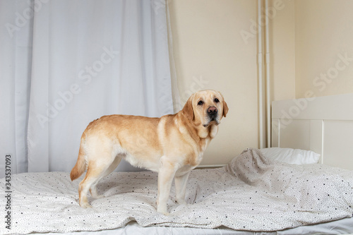 Serious golden labrador dog in luxurious bright colors classic style bedroom. Pets friendly lying on bed in a home room