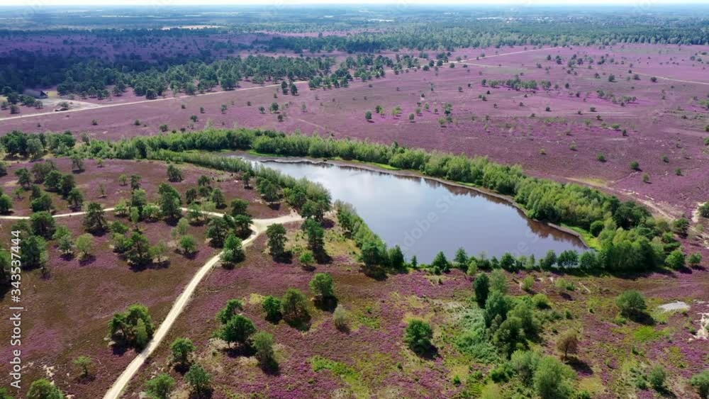 Lüneburger Heide (Lande de Lunebourg) et fleurs de bruyères en vue aérienne.