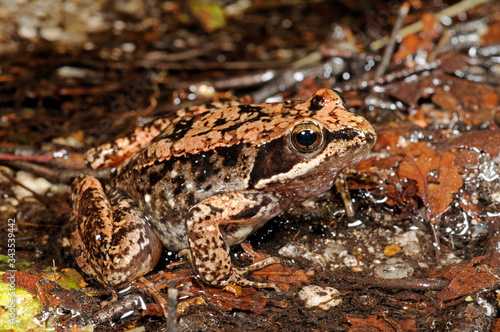 Iberian stream frog / Spanischer Frosch (Rana iberica) - Peneda-Gerês, Portugal photo