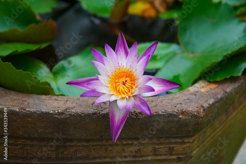 white and purple water Lily flower in a large ceramic vase on the territory of a Buddhist monastery