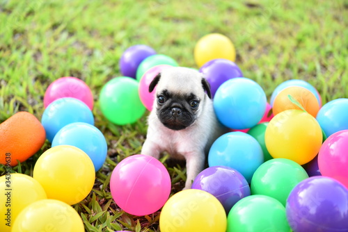 Cute puppy brown Pug playing with ball in green lawn © jarun011