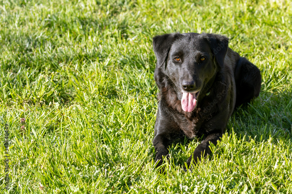 Black mixed-breed labrador border collie dog waiting in the grass to play. Black mixed-breed labrador border collie dog waiting in the grass to play.