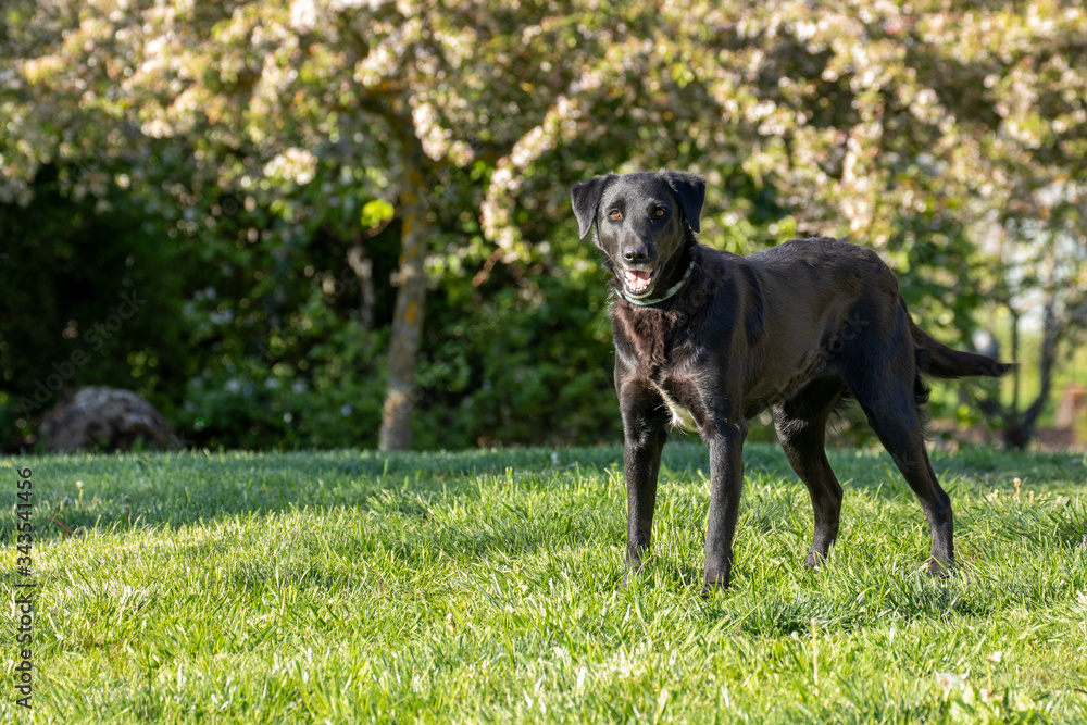 Black mixed-breed labrador border collie dog waiting in the grass to play.