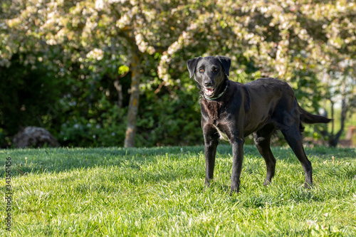 Black mixed-breed labrador border collie dog waiting in the grass to play.