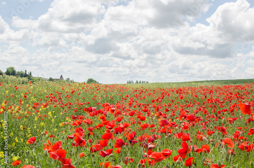 champ de coquelicot rouge campagne