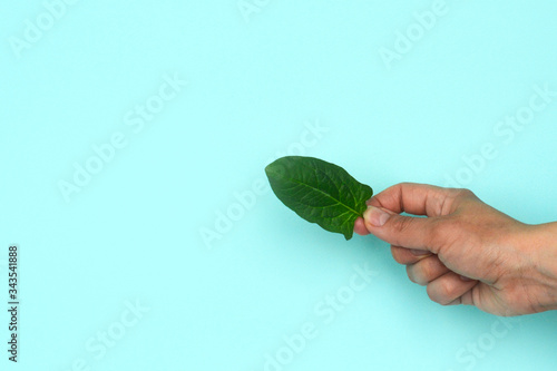 girl holds spinach leaf in her hands. Proper nutrition. Diet, detox