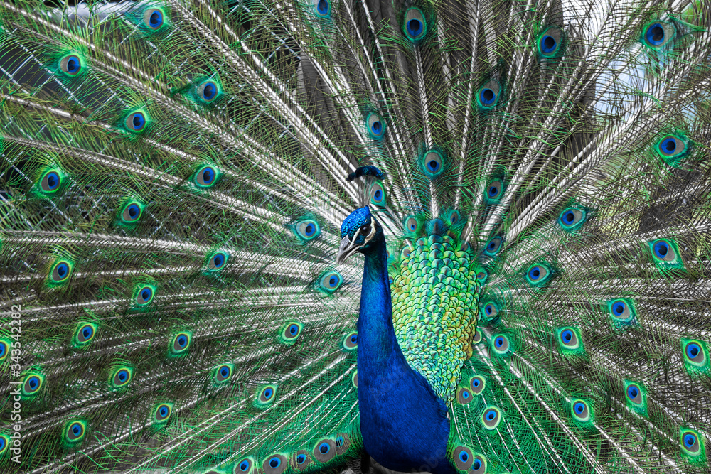 Obraz premium peacock with feathers out