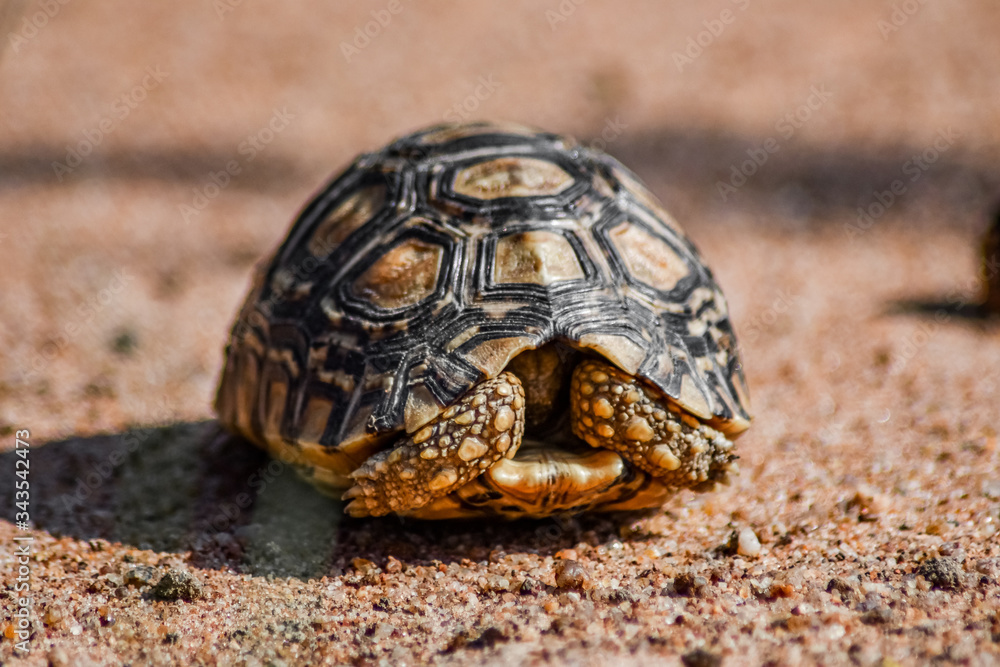 hiding turtle hiding turtle