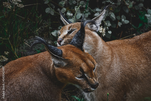 playing lynx in the wilderness