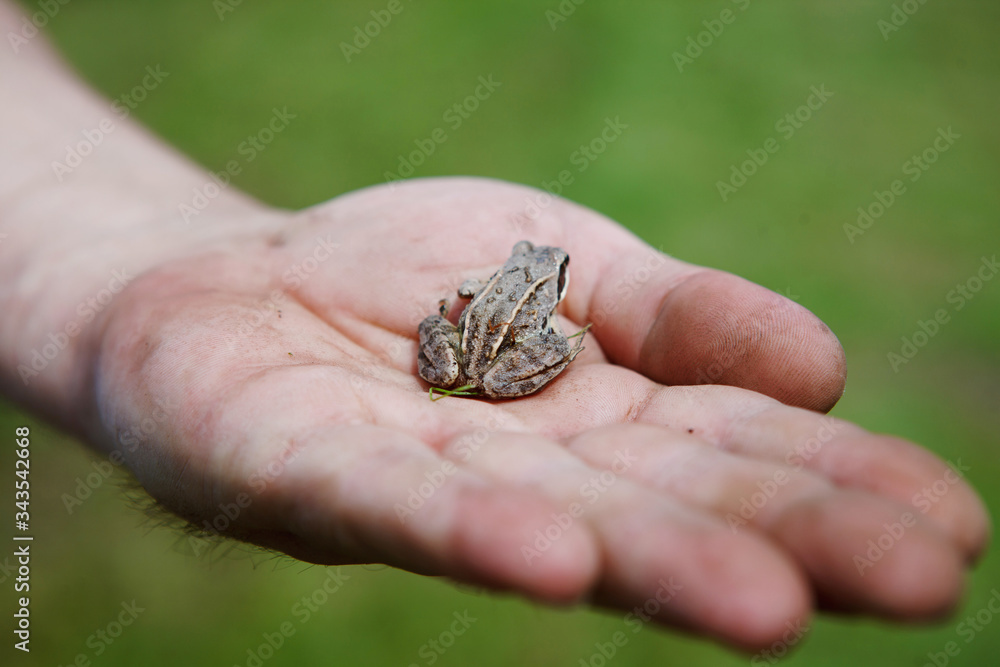 Obraz premium Frog on the palm