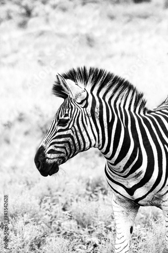 baby zebra close up