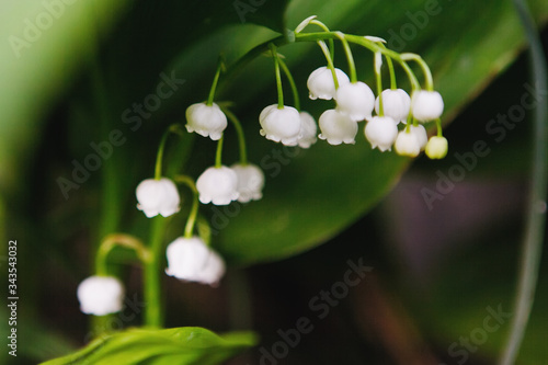 Delicate white fragrant flowers of lily of the valley.