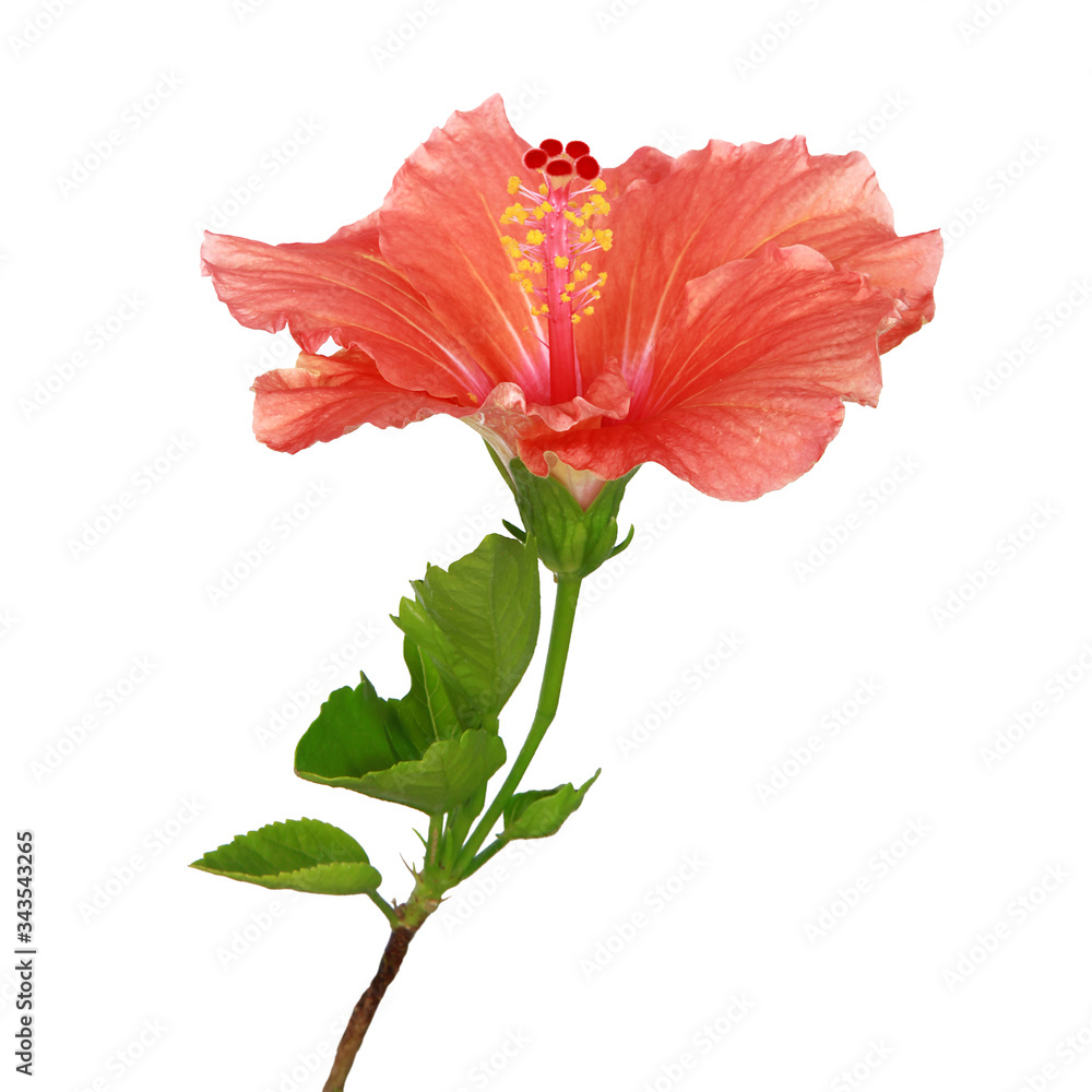 Fototapeta premium Fleurs d'Hibiscus orangée
