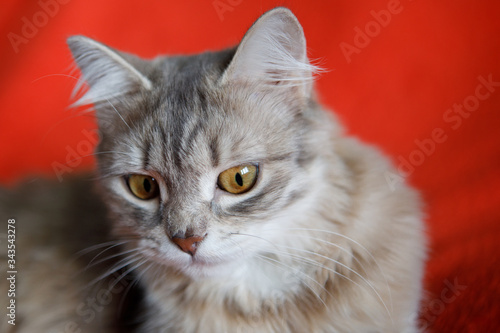 Gray cat with yellow eyes.