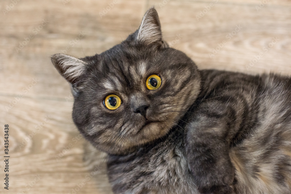 Closeup portrait of a concerned British cat lying on the floor