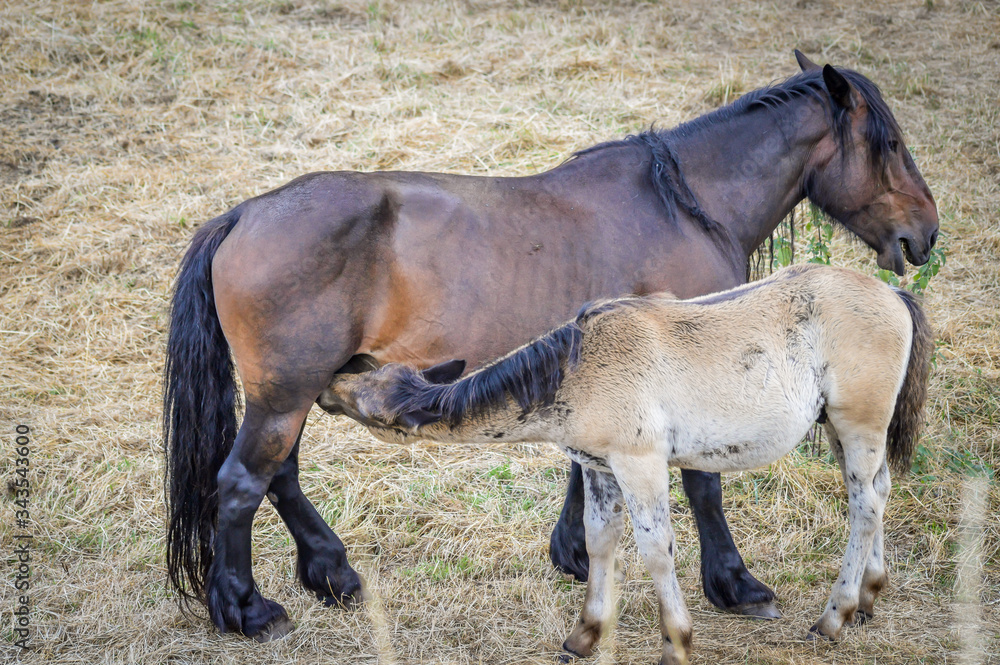 Auvergne horse, horse mare and foal grazing in french summer countryside. Auvergne horse, horse mare and foal grazing in french summer countryside.