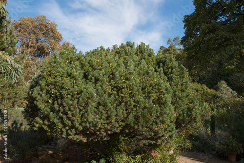 Green Foliage and Cones of a Evergreen Coniferous Dwarf Mountain Pine Tree (Pinus mugo 'Trompenburg') Growing in a garden in Rural Devon, England, UK