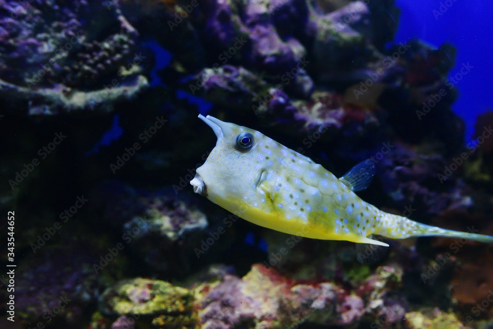 Fototapeta premium Exotic spotted horned fish concept Bionic Car