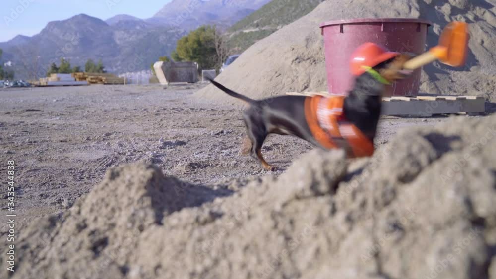 Funny dachshund dog in building costume with orange vest and protective helmet barks, grabs shovel in his teeth and runs off to dig hole in pile of sand at construction site, mountains on background.