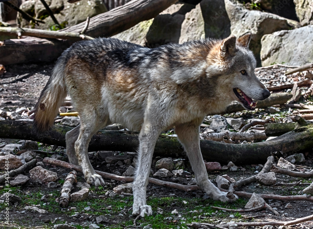 Timber wolf in its enclosure. Latin name - Canis lupus occidentalis