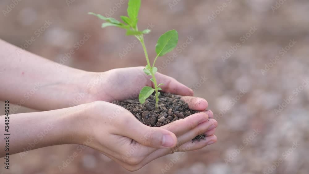 Closeup hand of person holding abundance soil with young plant in hand for agriculture or planting basil nature. save world concept. Closeup hand of person holding abundance soil with young plant in hand for agriculture or planting basil nature. save world concept.