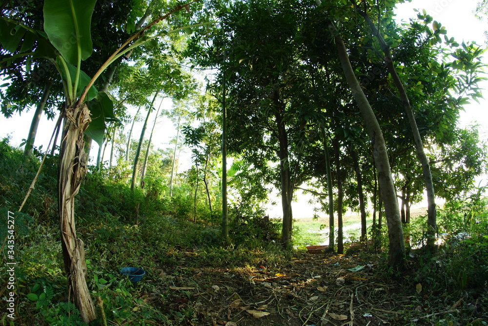 Fototapeta premium Wild trees on the shores of Lake Ranugrati. In Indonesia Pasuruan East Java