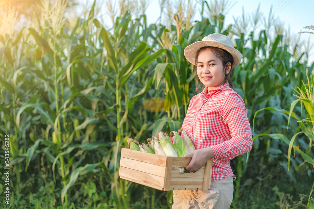 Obraz premium Corn planter holds a wooden crate that is full of corn pods with a smiling face.