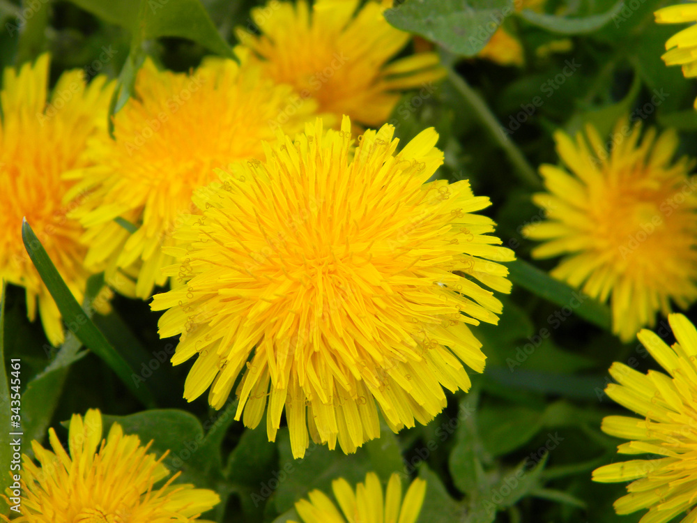 A close-up on common dandelion, taraxacum officinale yellow flower heads among green grass. A close-up on common dandelion, taraxacum officinale yellow flower heads among green grass.