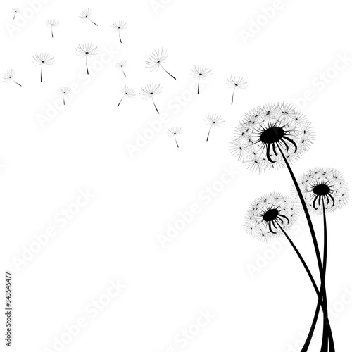 Delicate dandelions on a contrasting white background with flying fluffs. Unique images of dandelions in the lower right corner. Vector illustration. Stock Photo.