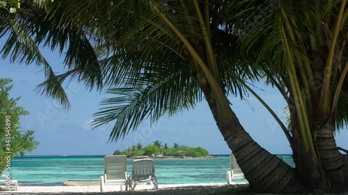 palm trees on the beach photo