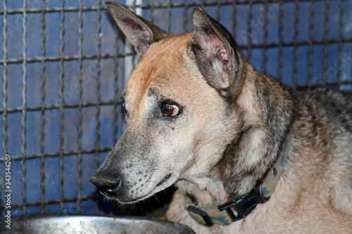 An old, brown-haired dog resting in a cage. Dogs with erect ears and suspicious eyes are waiting for food. 