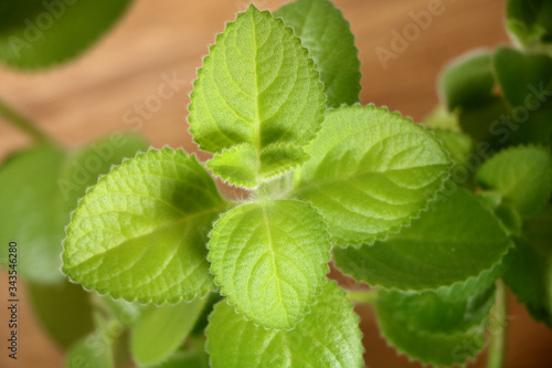 Green Leaves of Indian Borage (Plectranthus Amboinicus) Plant photo